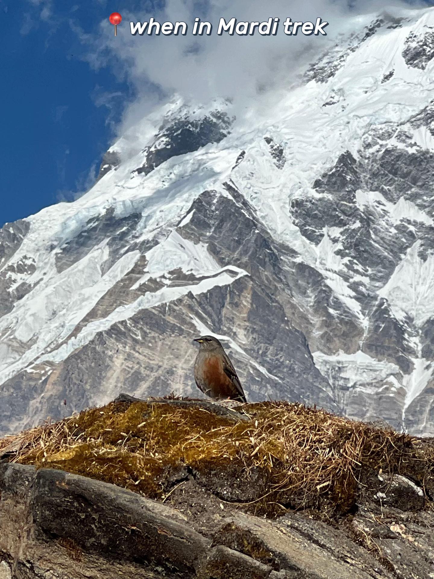 @Beechana shrestha