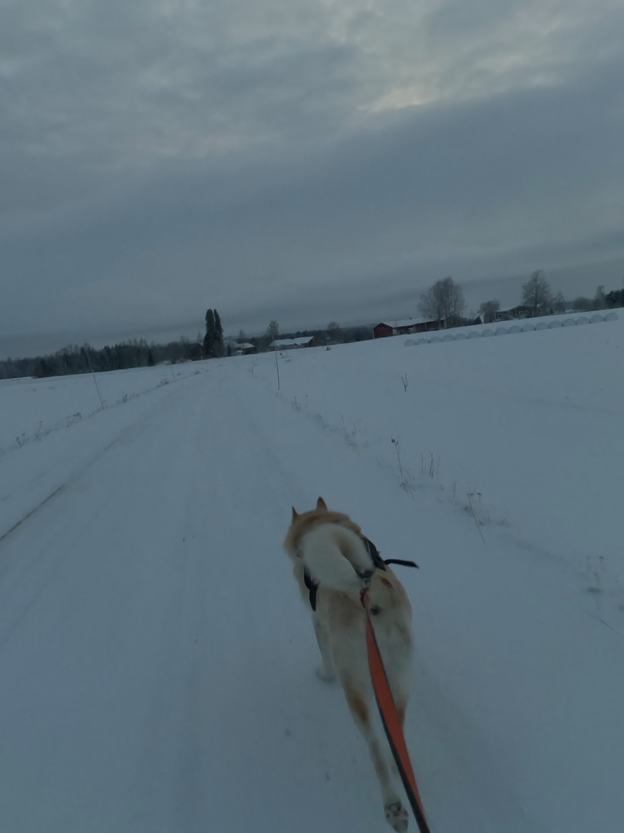 @PawPrintLifestyle 🐾🇫🇮