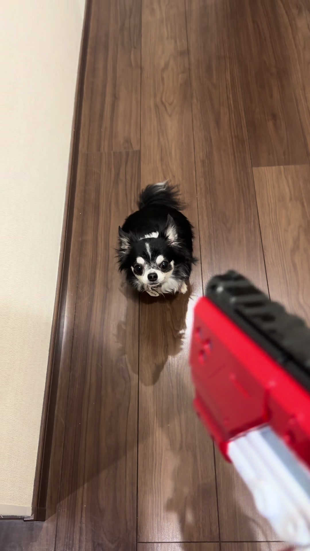 @極悪チワワ