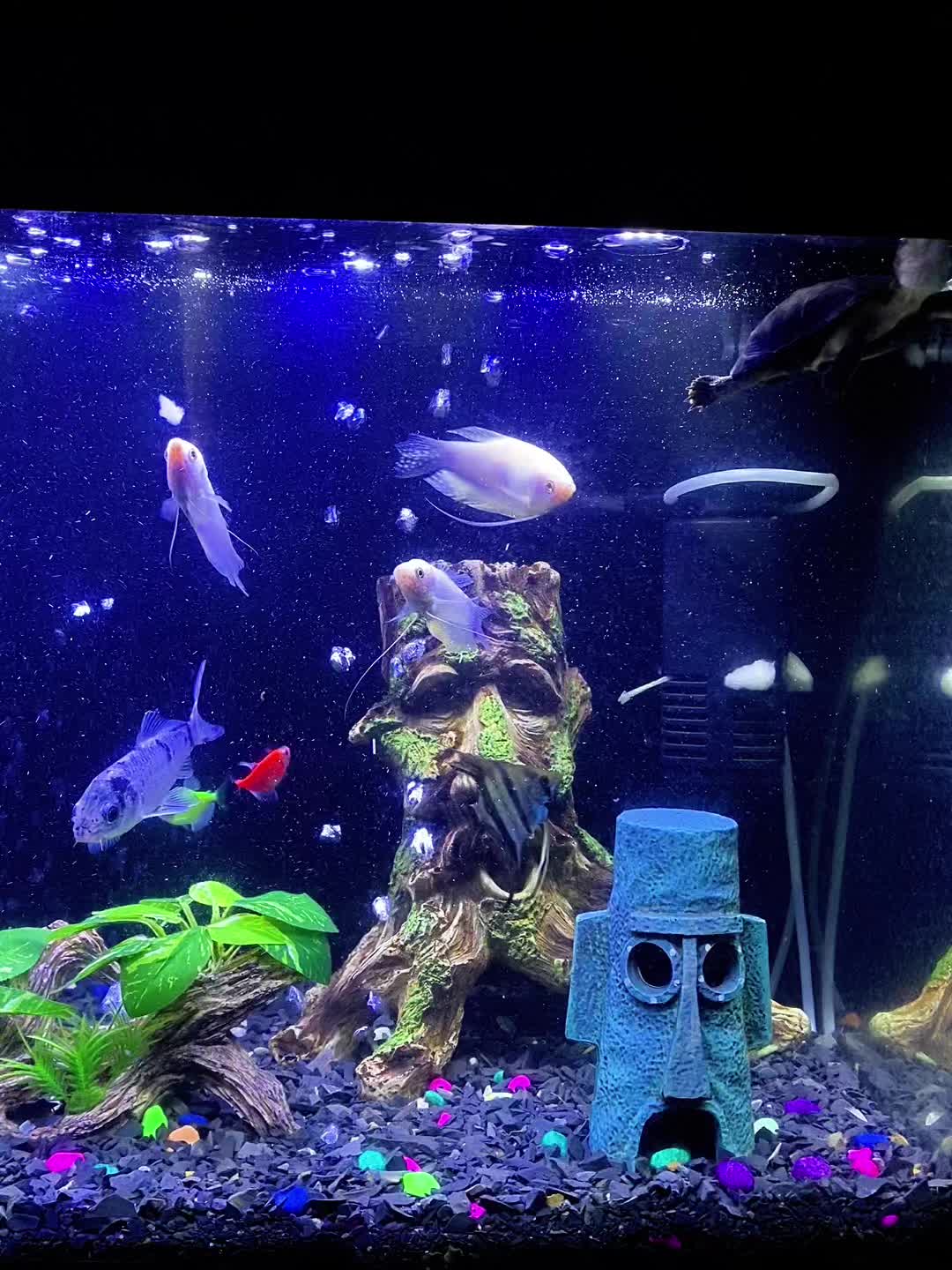 @fishtanks4u_