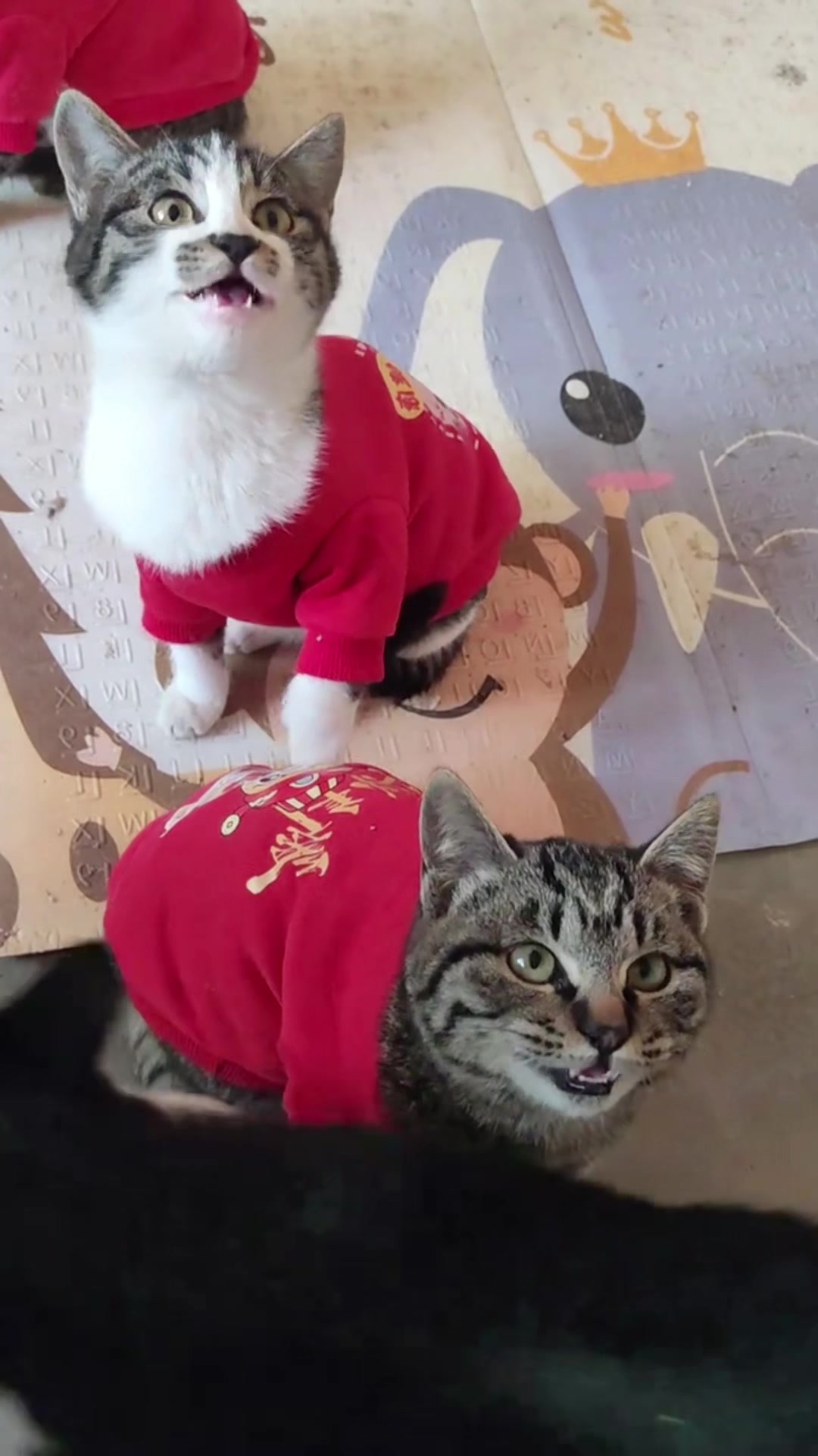 @Cute_kitten