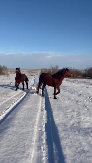 @🐴Horses🐴