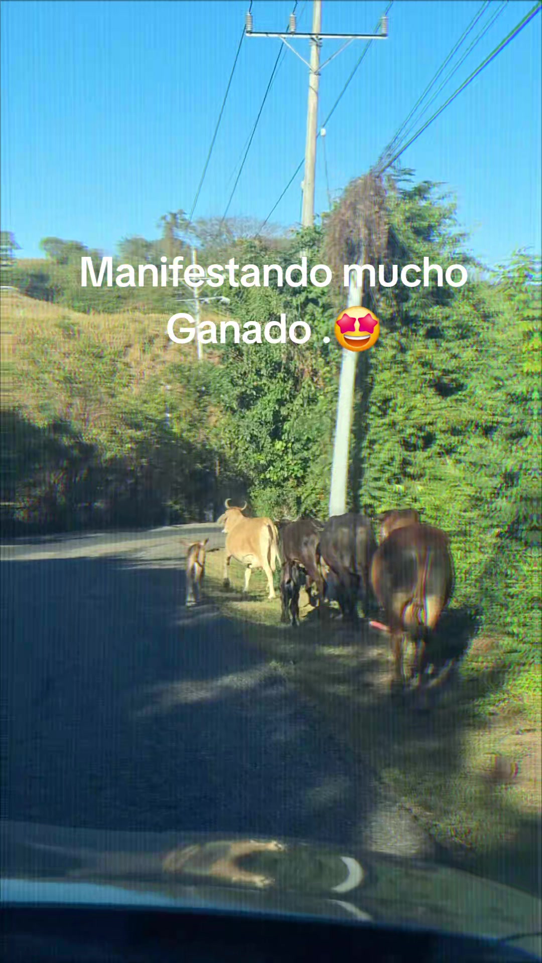 @Pimentel 💜
