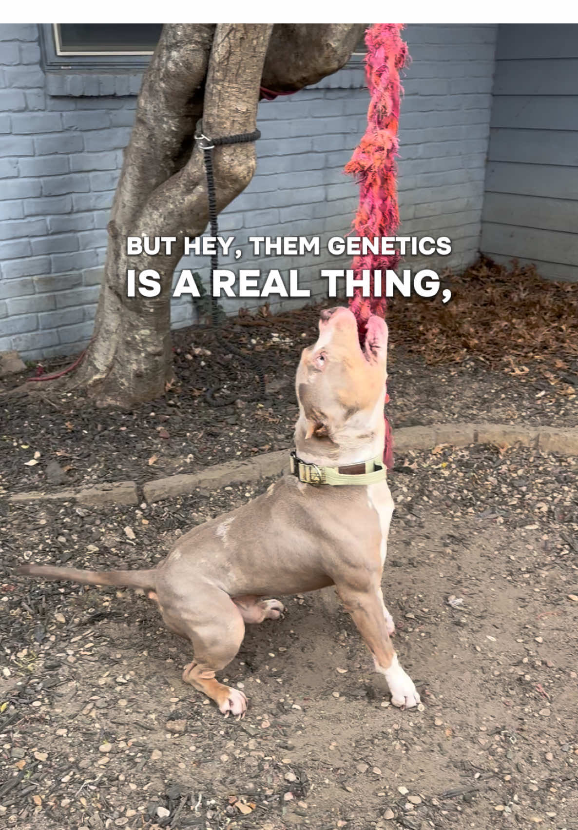 @Better Best Dog