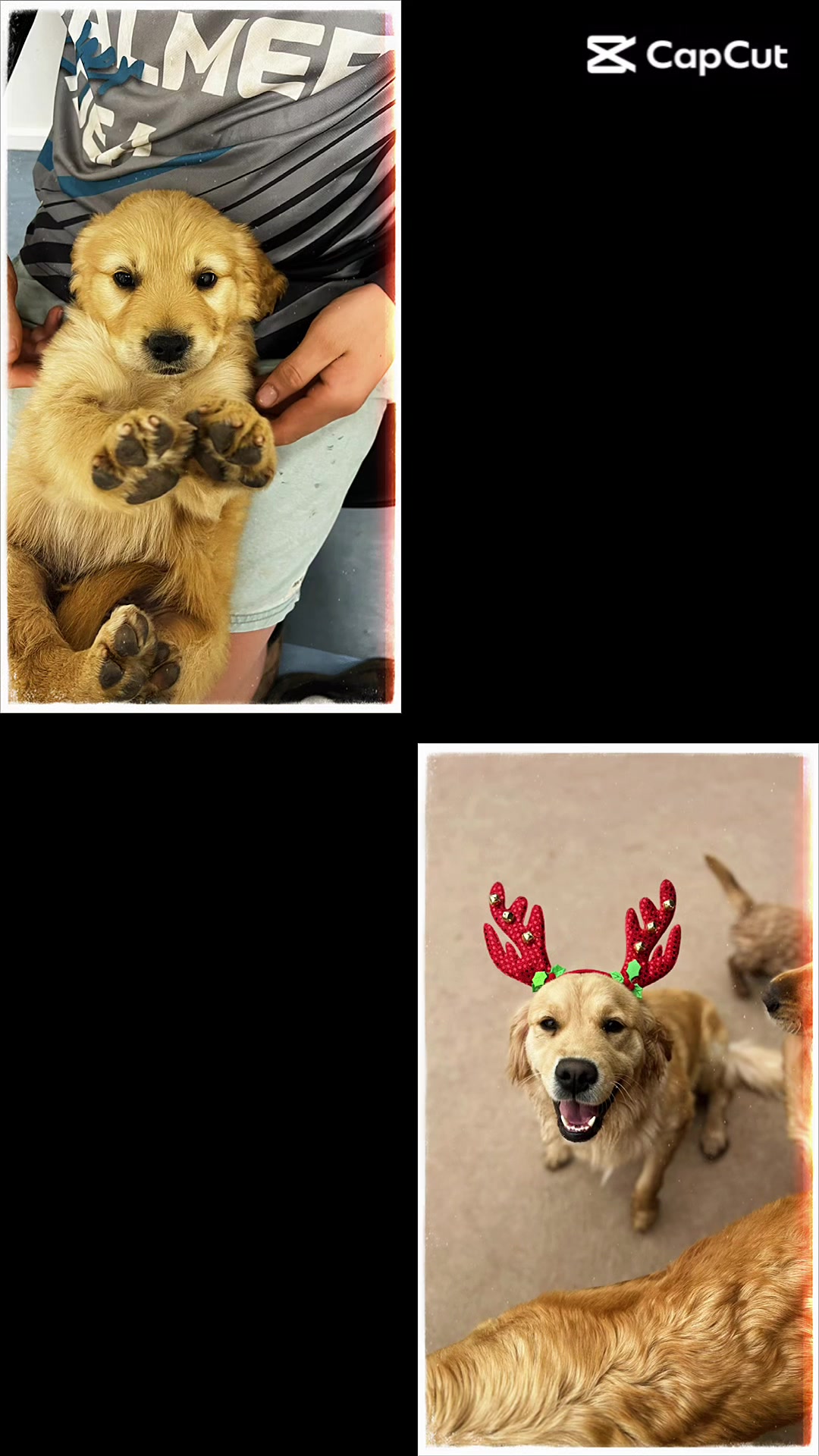 @HighCountryRetrievers