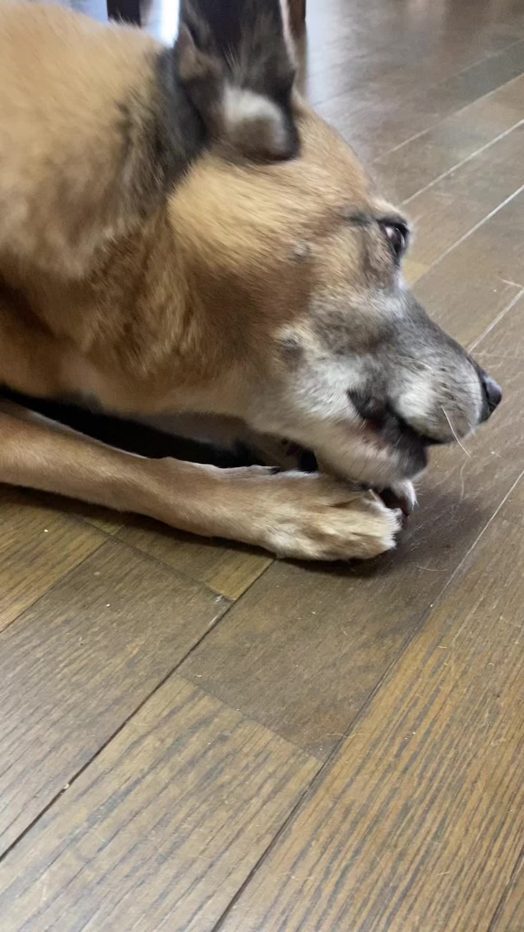 @島犬リリーのtikdog