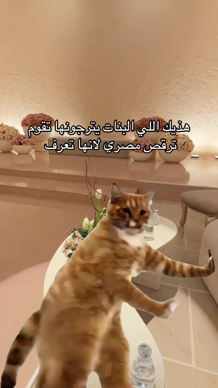 @دي جي ميوش 💃🏼🎼