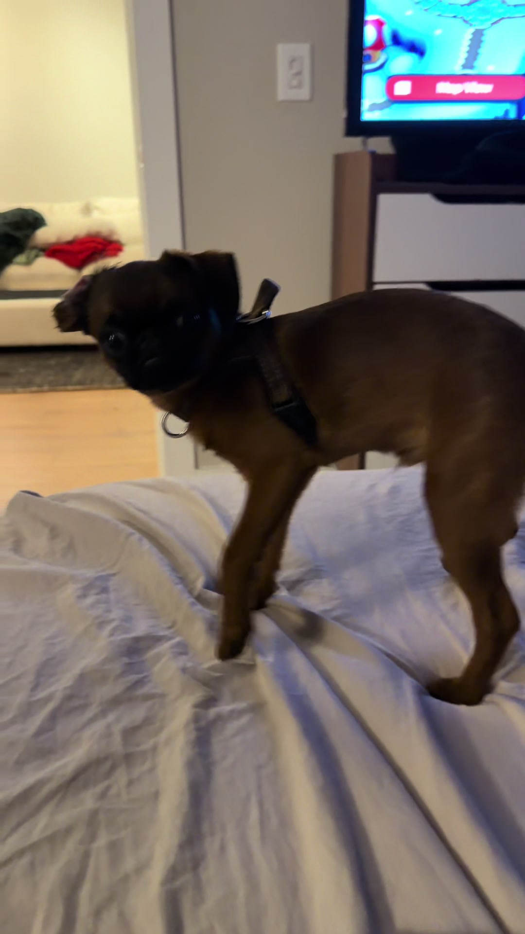 @henrythegrumpygriffon