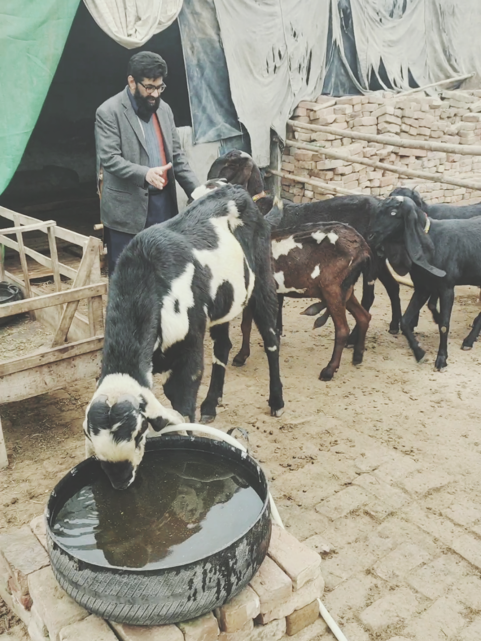@Alsyed Goat Farm