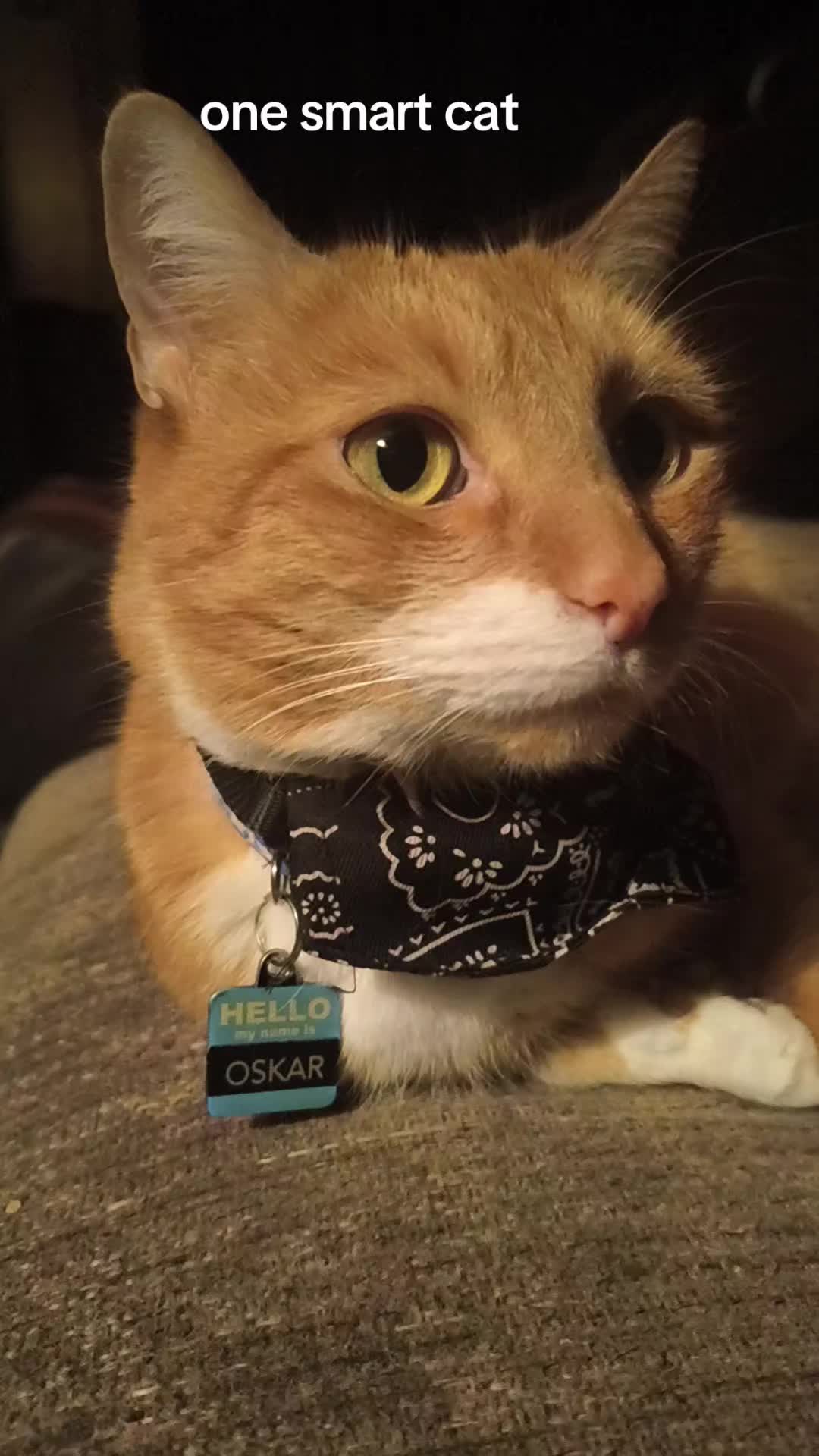 @Oskarcats
