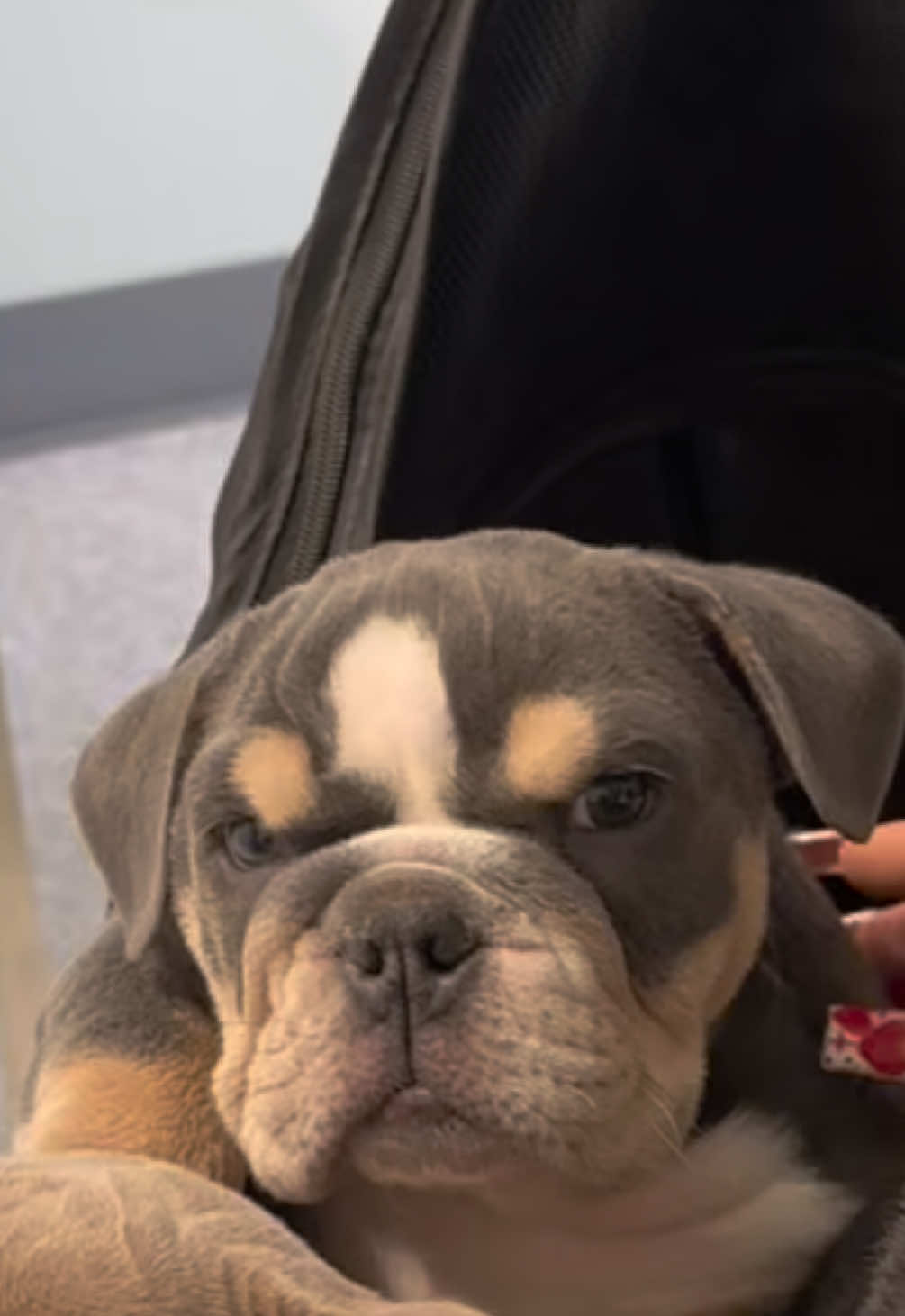 @1of1bulldogz