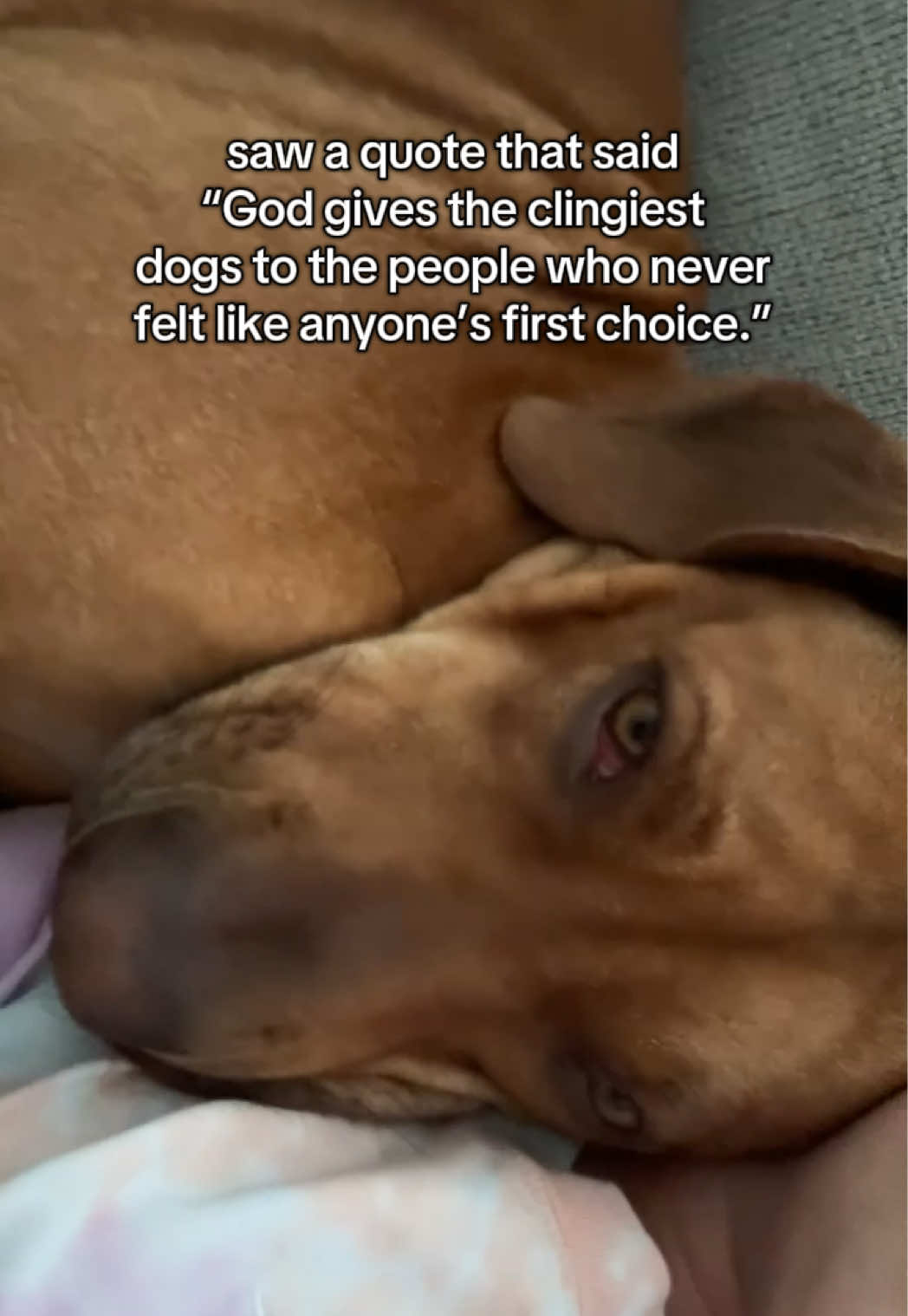 @Blue the Ridgeback