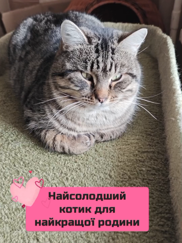 @КотоДім Cat House