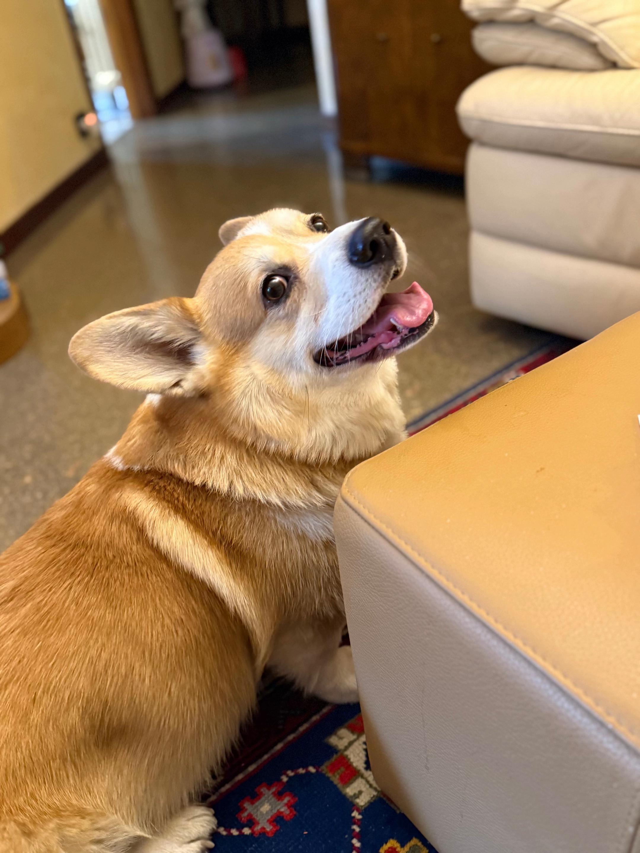 @Cheddar the Corgi