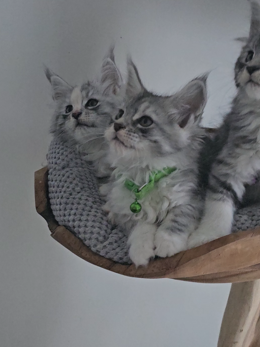 @mainecoonspalace