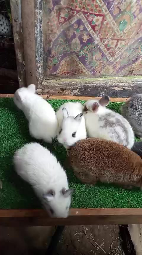 @STR Bunny✨