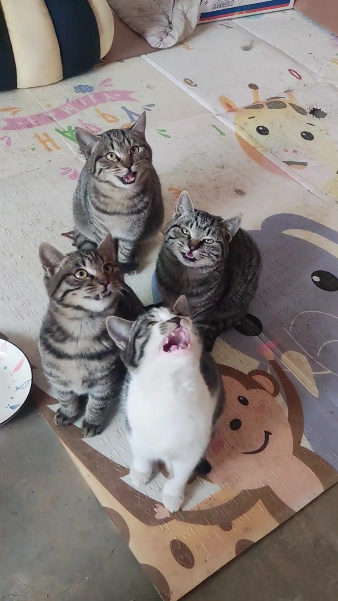 @Cute_kitten