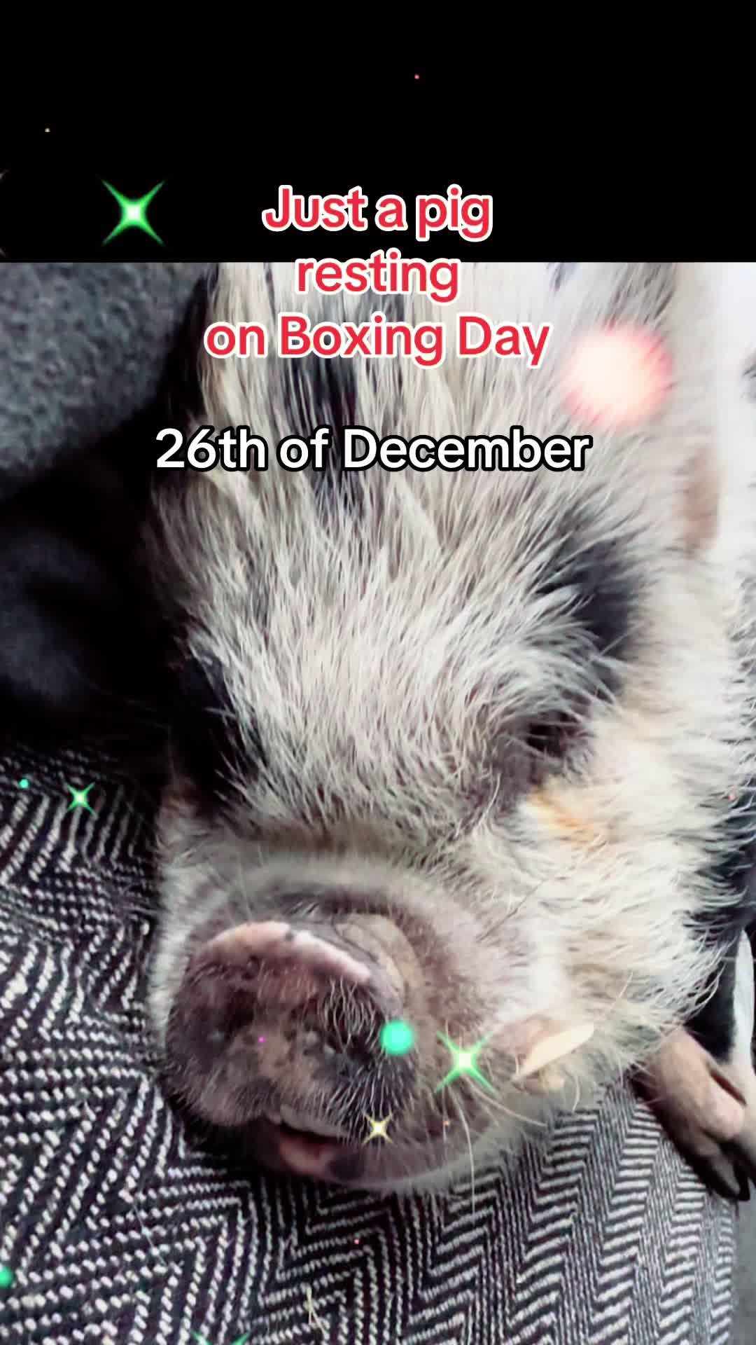 @Pig in the house
