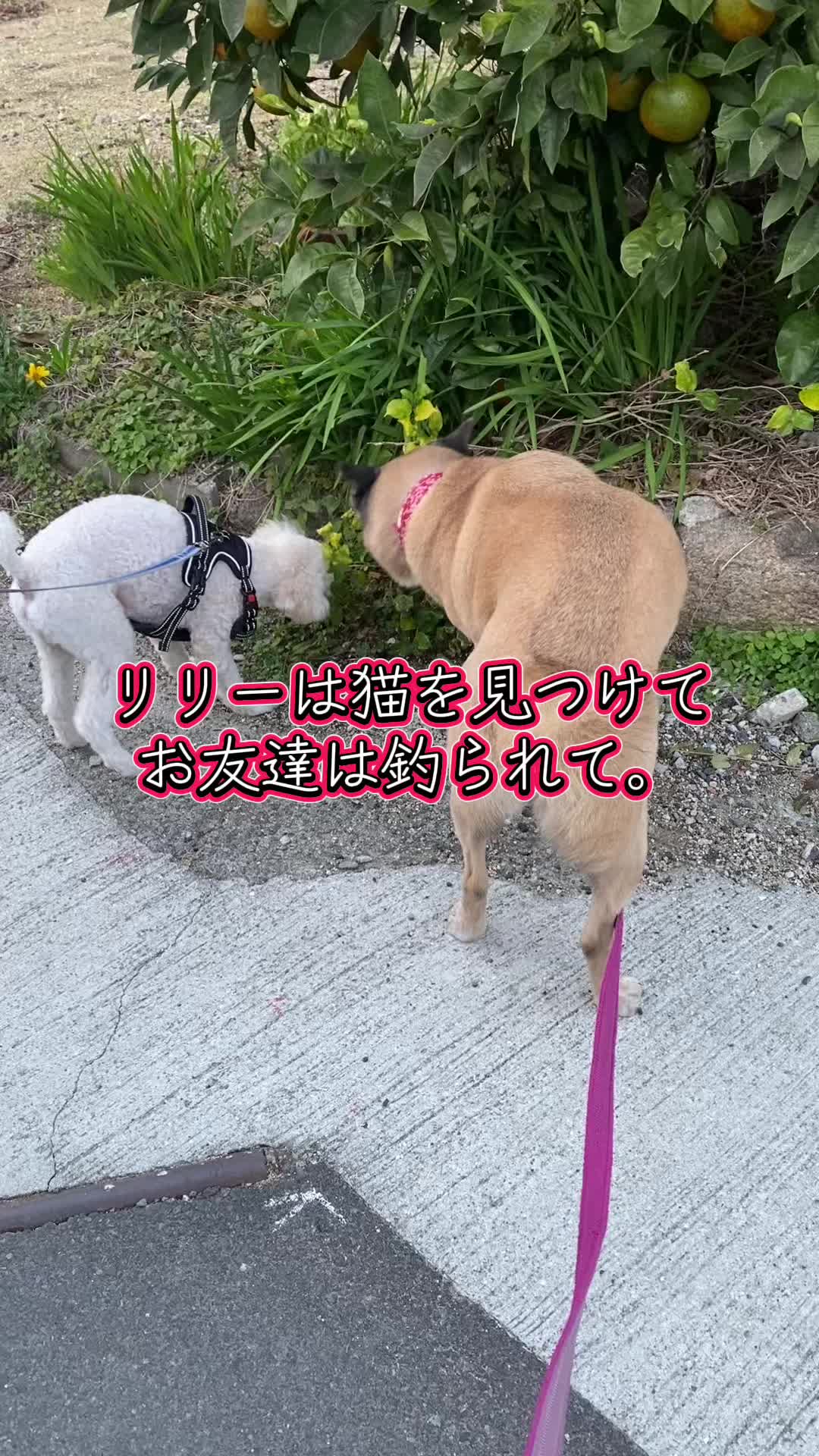 @島犬リリーのtikdog