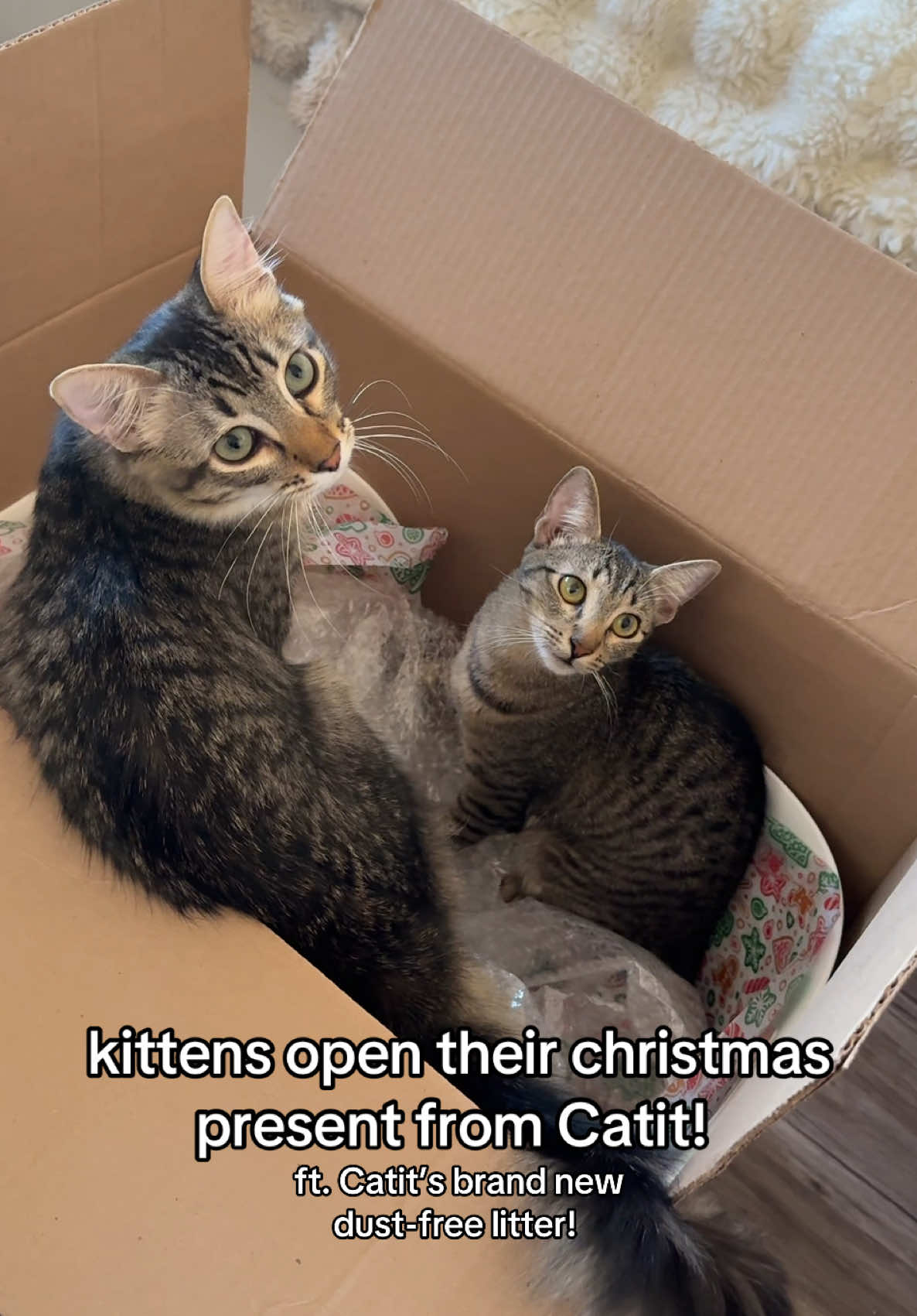 @Mia kittens