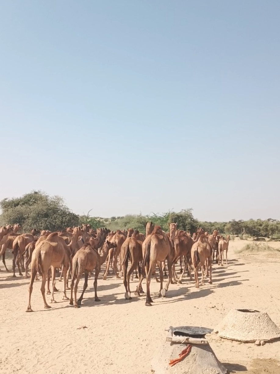 @Animals of desert