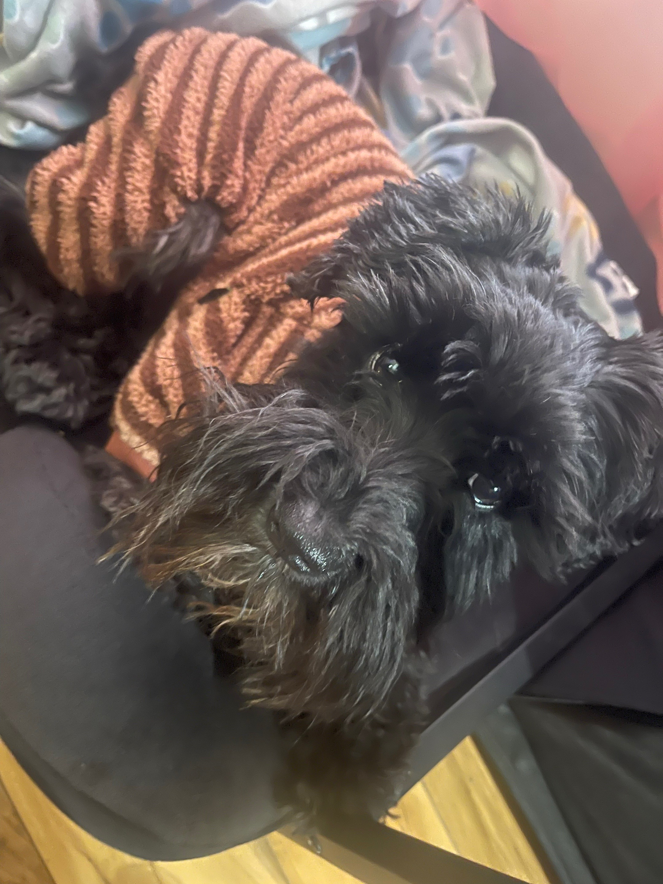 @LOU&rsquo;VON MINISCHNAUZER