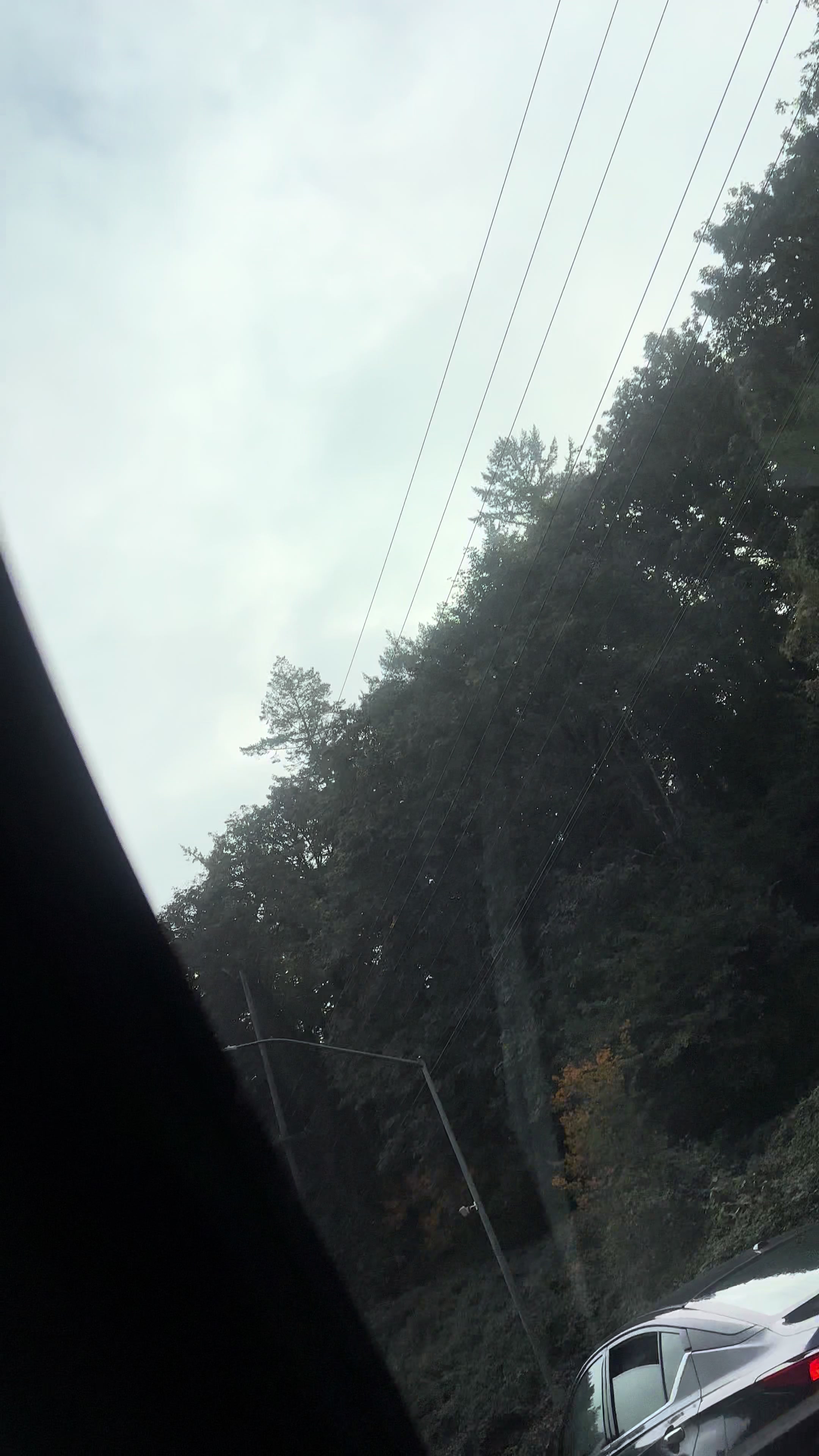 @🌲