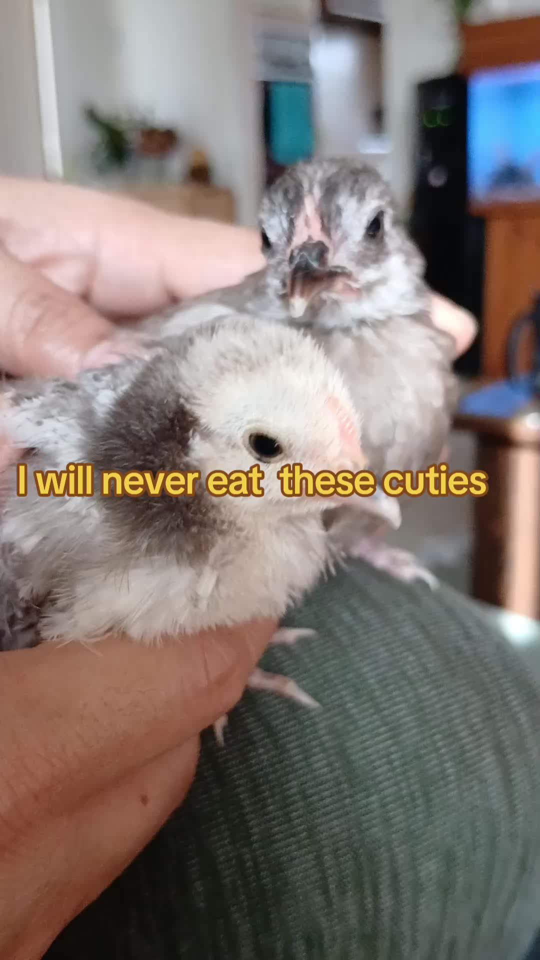 @lyn