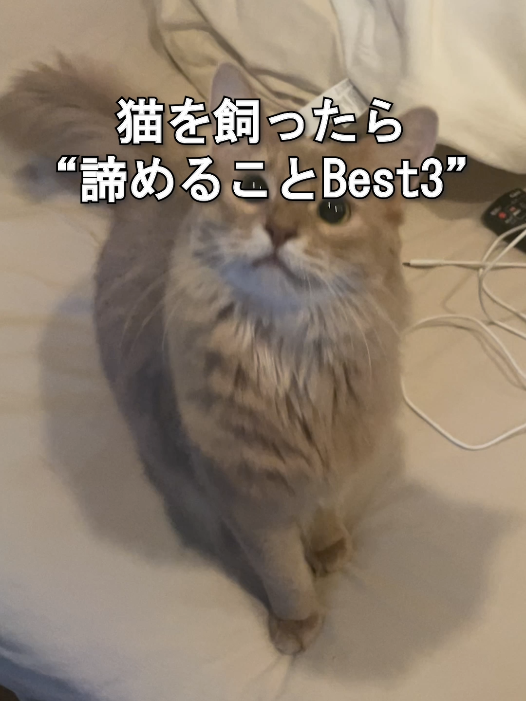 @オダガワ動物病院