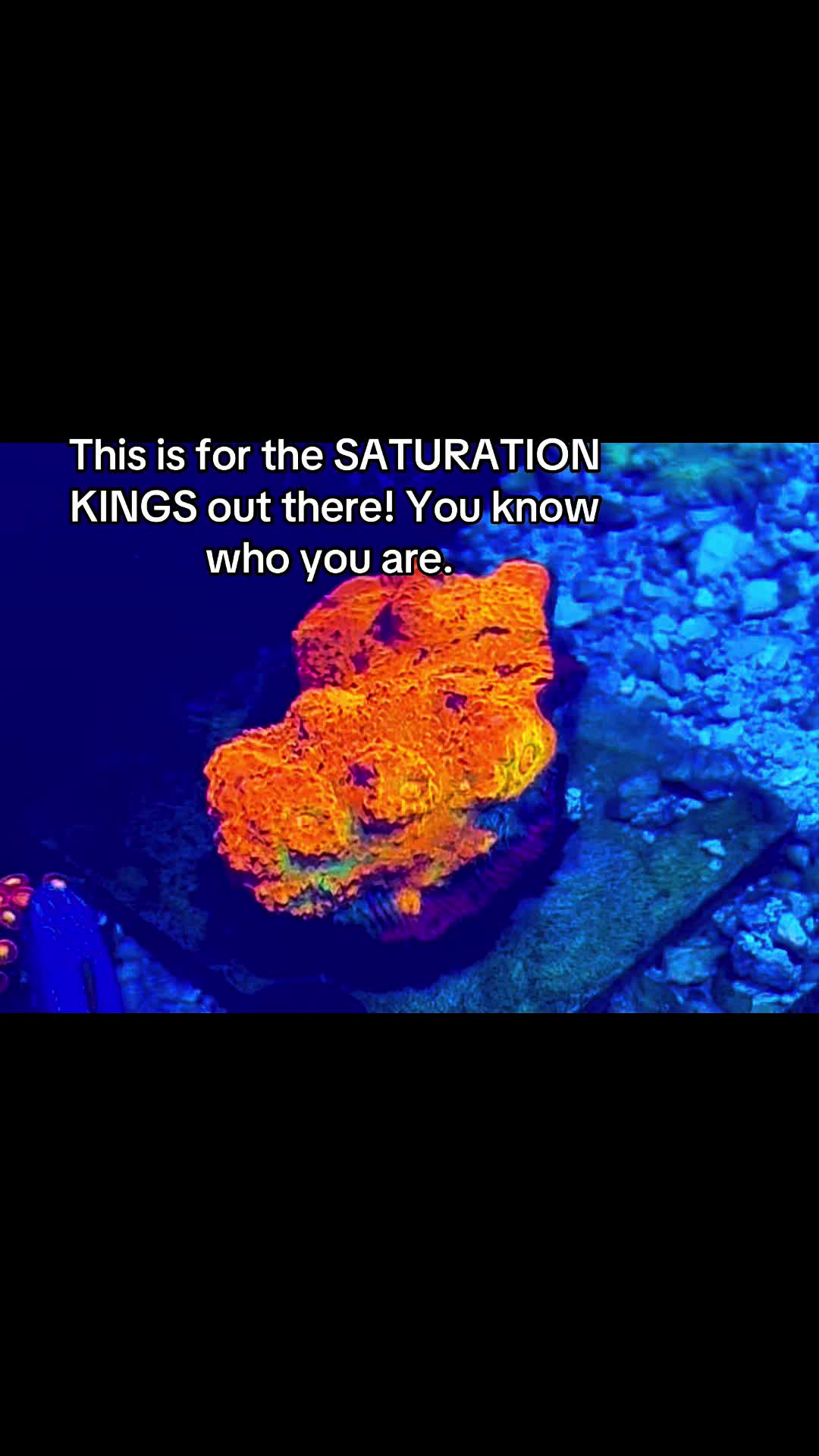 @Inner_Circle_Reefing