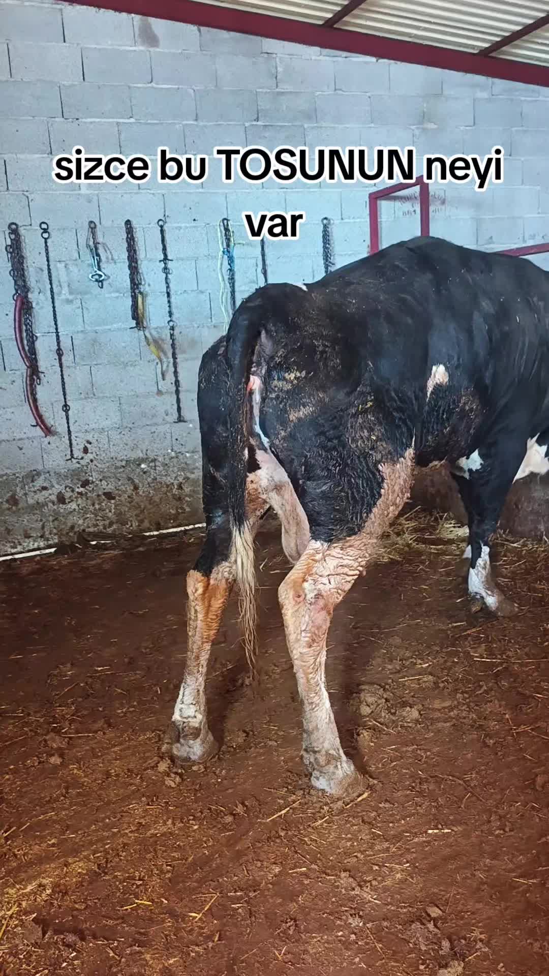 @&Ccedil;AVUŞOĞLU_BESİCİLİK.