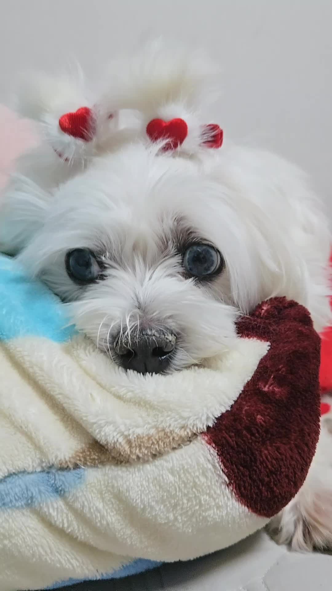 @❤파란눈녹차❤