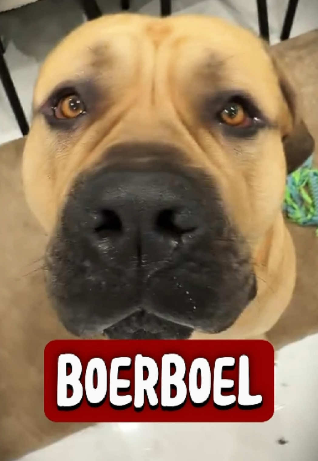 @RichyAnimals