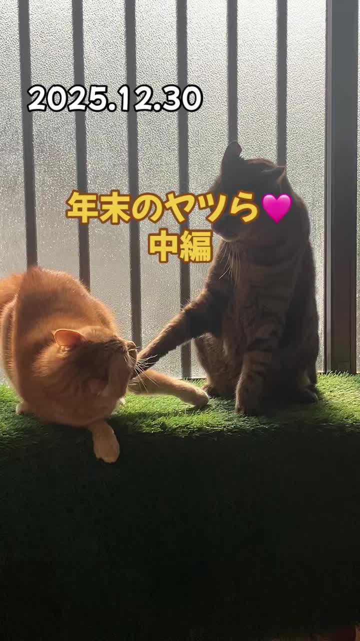 @茶トラ商店
