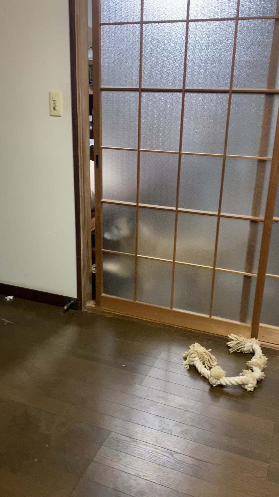 @島犬リリーのtikdog