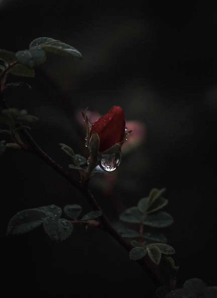 @shivani 123