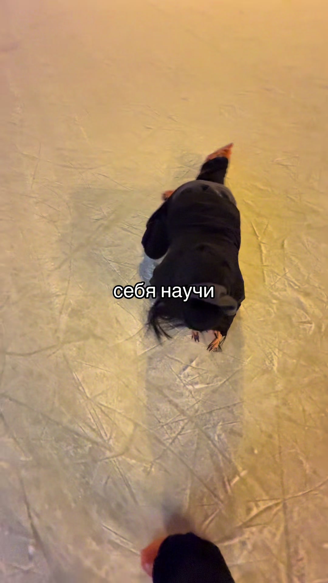 @кошка