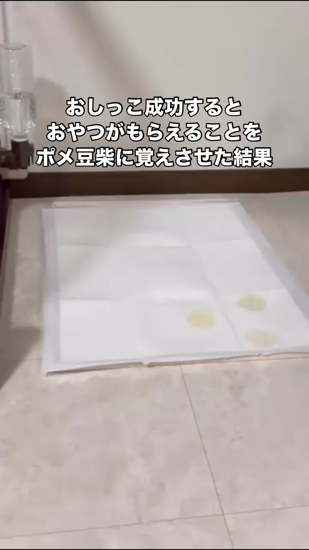 @PanoL_Japan