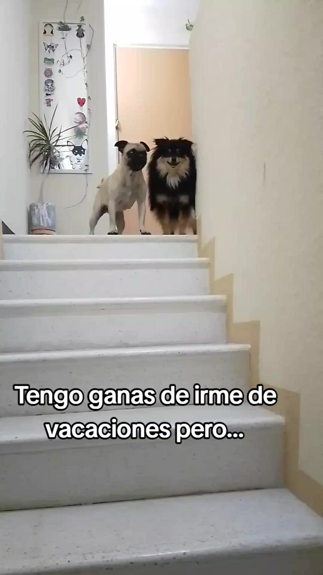 @Susanita