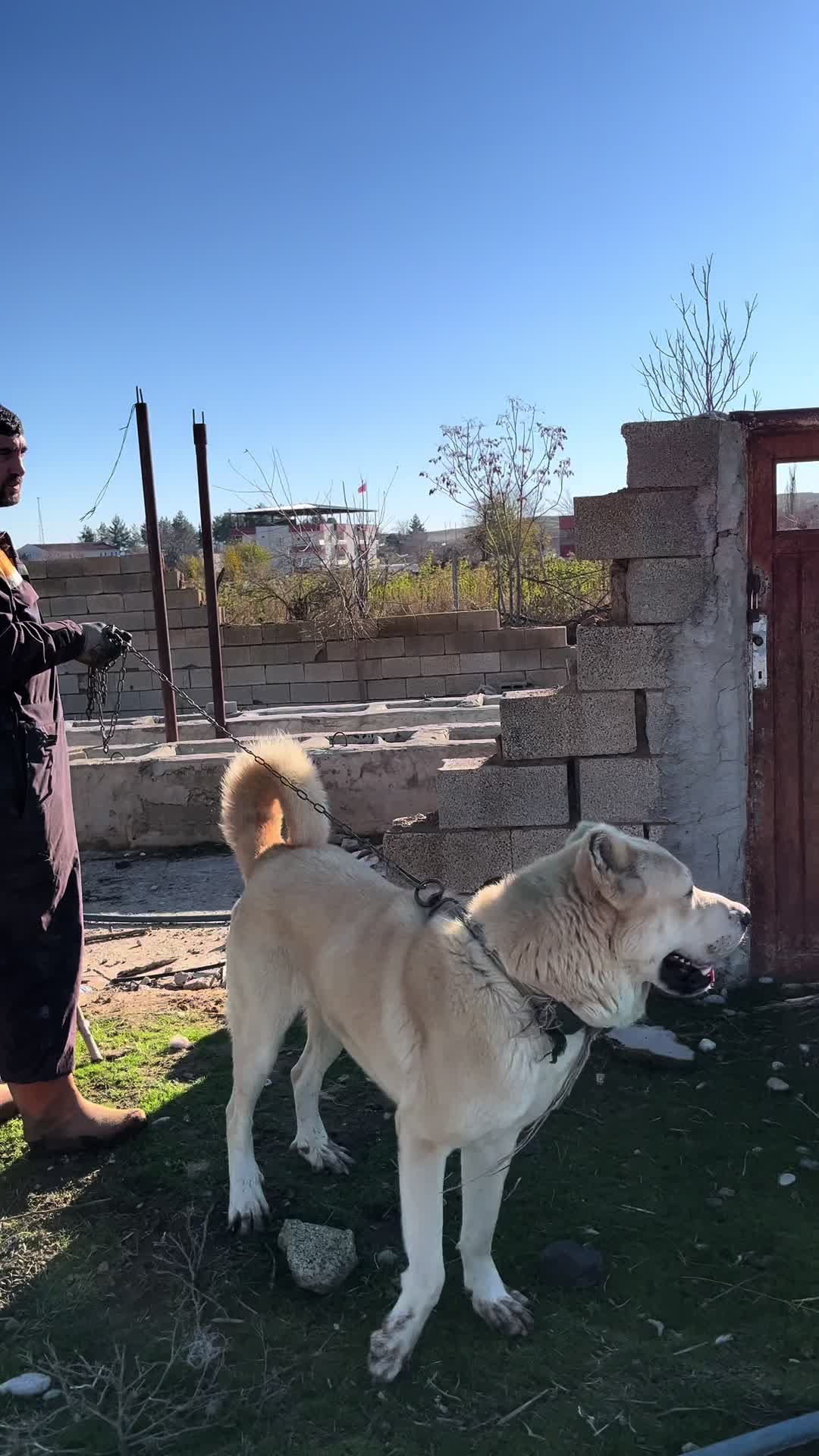@AKDEMKANGAL