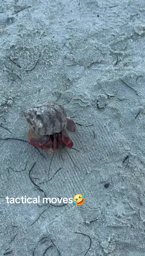 @Melendez_O