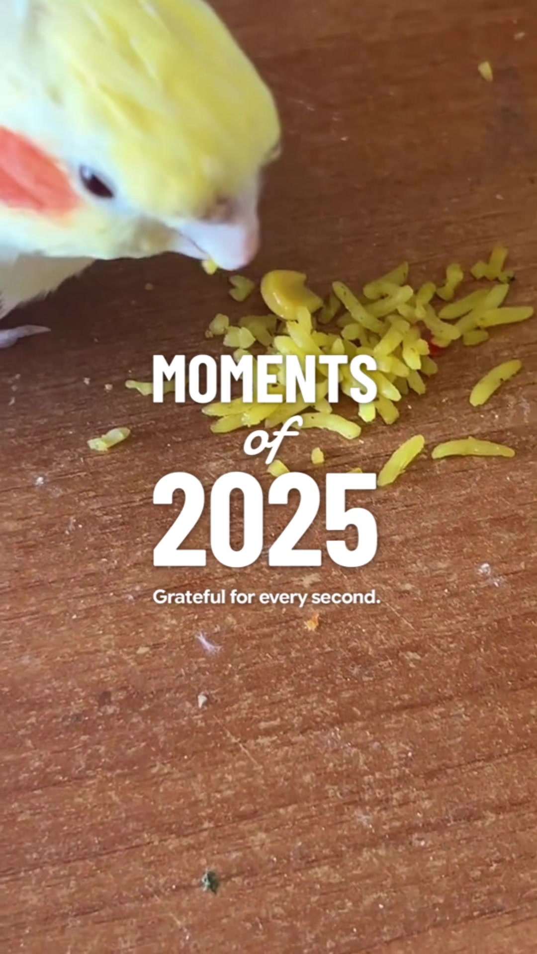 @Bixby the Budgie