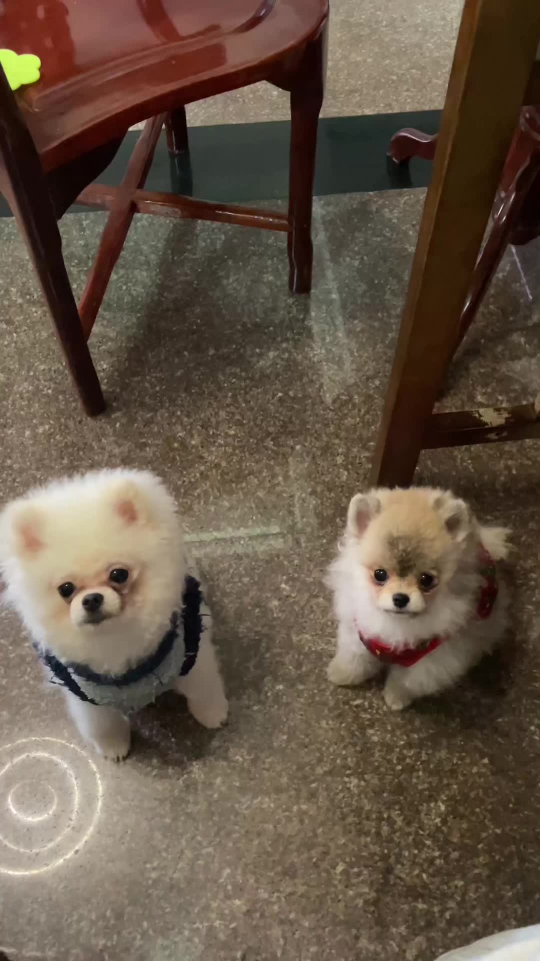 @WagTrip