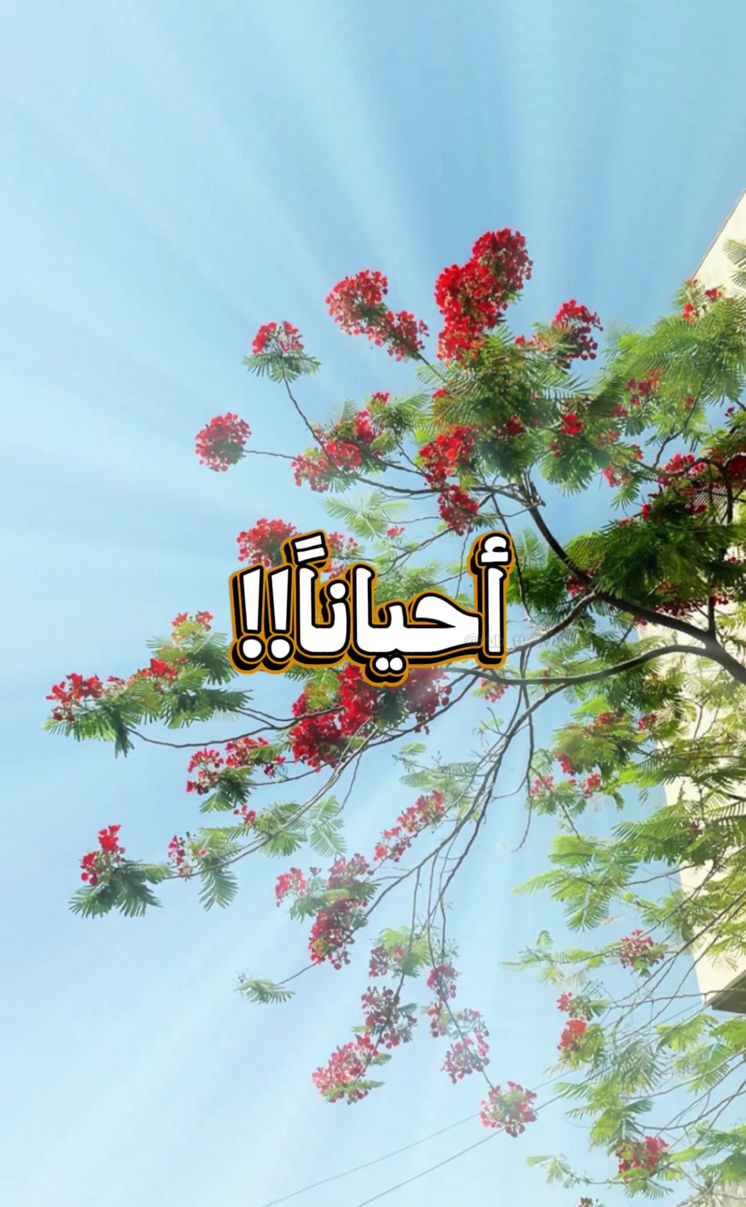 @ورد العشاق