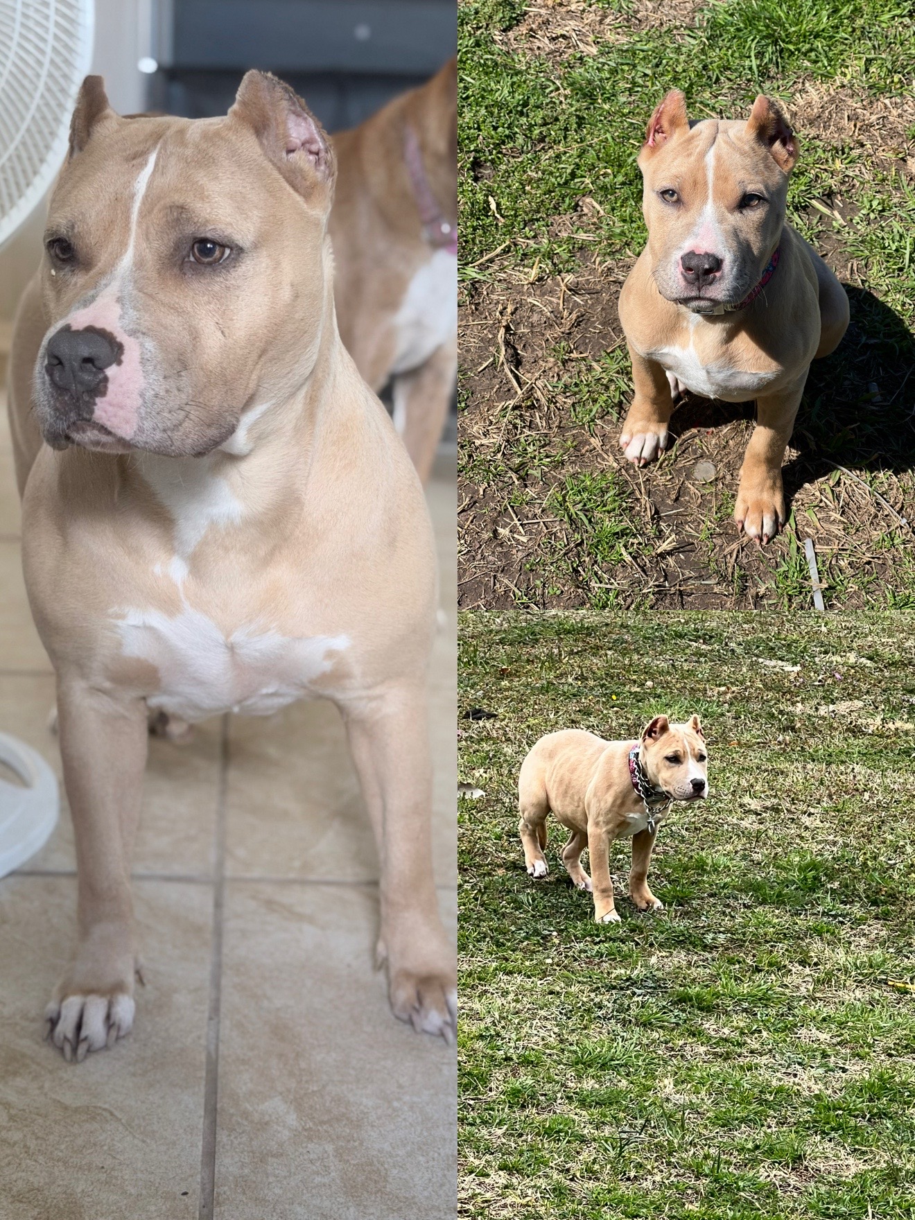@Hera_The_Bully