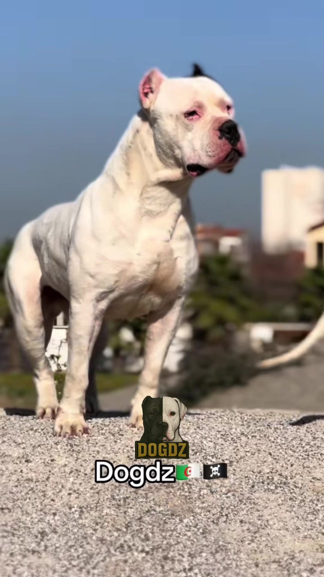@dogdz🏴&zwj;☠️🇩🇿