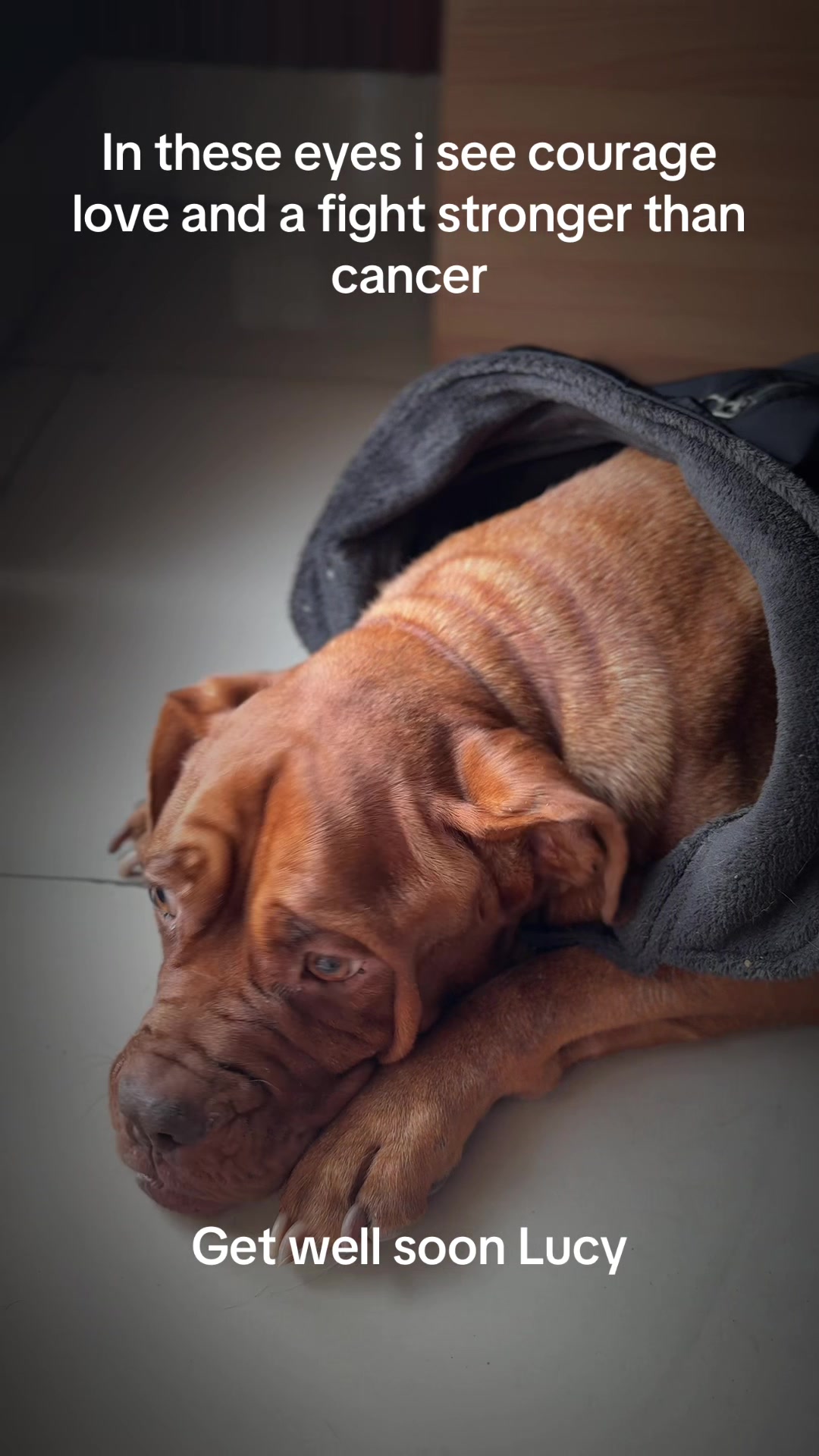 @Bhatbhateni Animal hospital