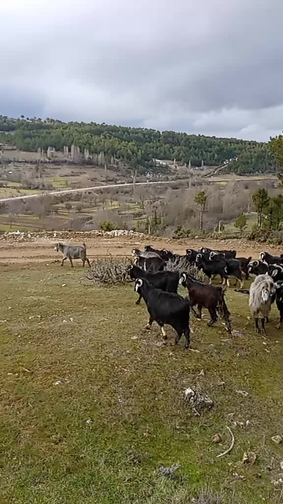 @Osman Eğilmez