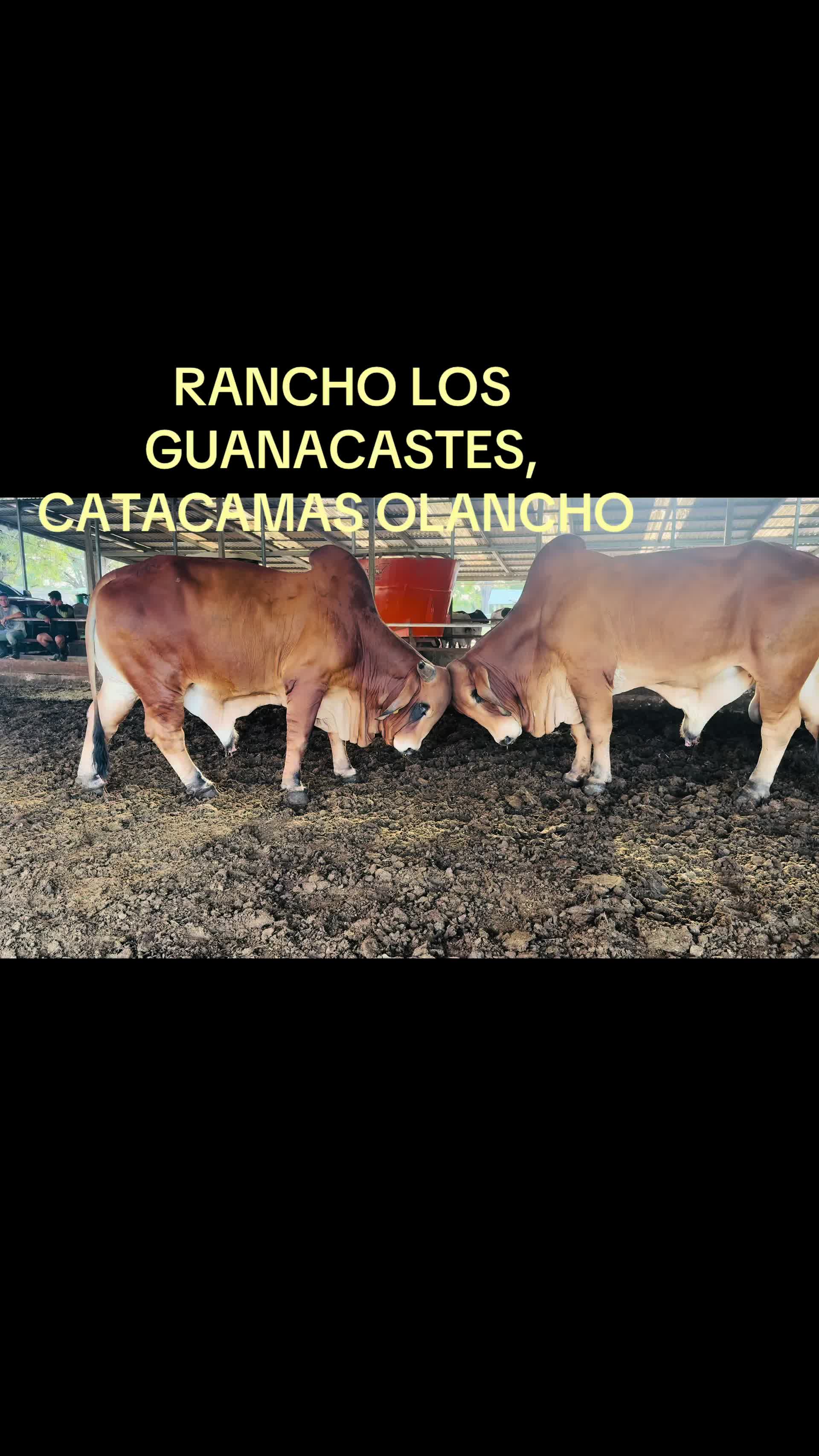 @Caballo loco 77
