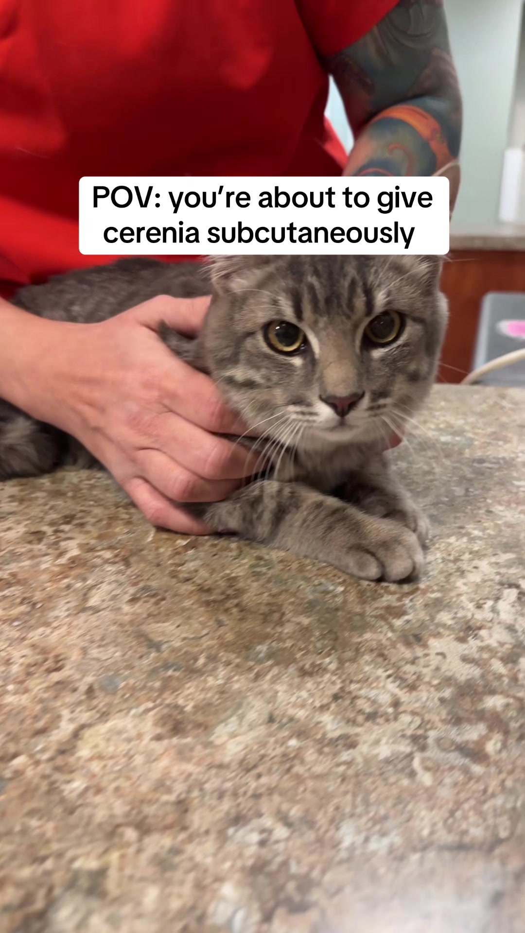 @Dreaming Summit Animal Hosp